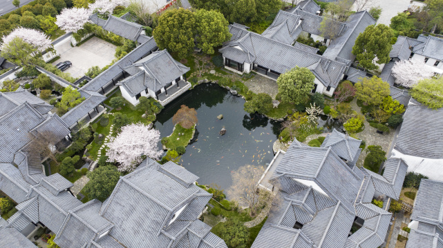 古风徽派建筑樱花盛开池塘五彩锦鲤