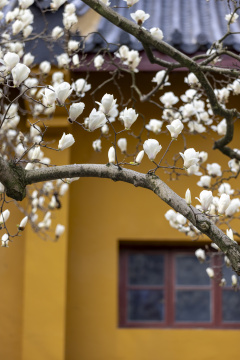 杭州法喜寺500年白玉兰盛放