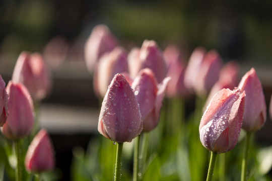 春天春暖花开郁金香盛开阳光雨露灌溉浇水