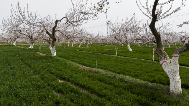 新疆杏花林花海小麦麦田小满芒种节气