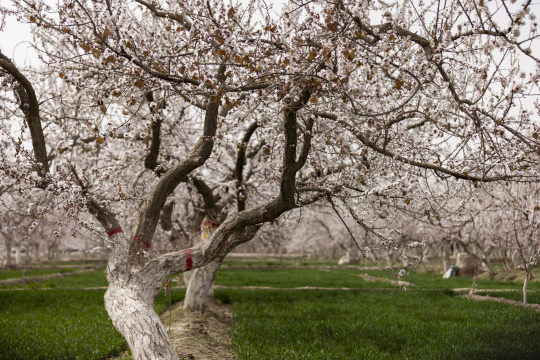 新疆杏花林杏花特写
