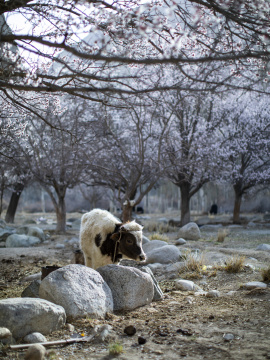 清晨农场里杏花树下的牛惬意舒适