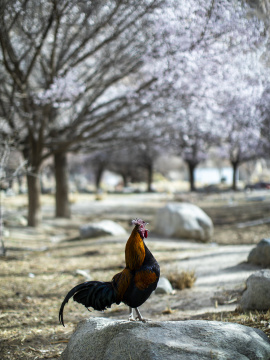 清晨大公鸡打鸣天亮了