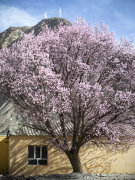 蓝天白云杏花村杏花树古村落