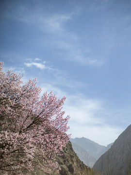 蓝天白云杏花村杏花树古村落