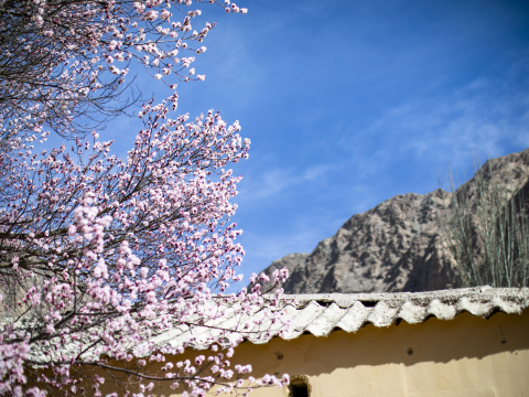 蓝天白云杏花村杏花树古村落