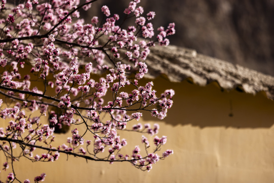 黄墙光影杏花特写杏花村古村落意境唯美