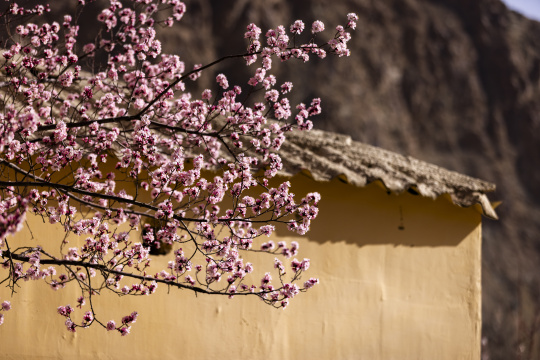 黄墙光影杏花特写杏花村古村落意境唯美