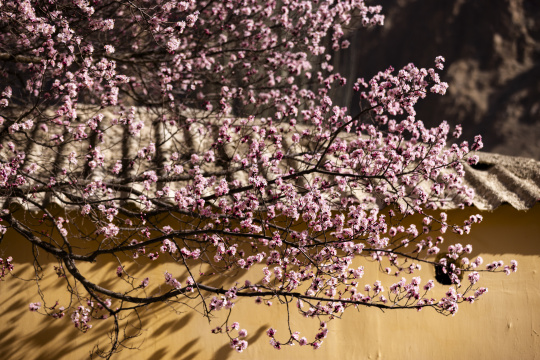 黄墙光影杏花特写杏花村古村落意境唯美