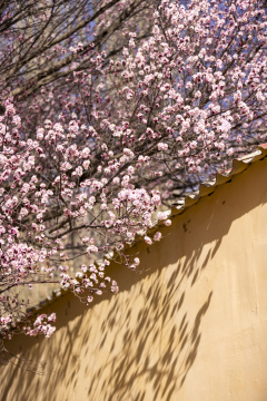 黄墙光影杏花特写杏花村古村落意境唯美