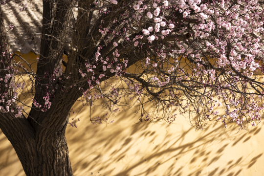 黄墙光影杏花特写杏花村古村落意境唯美