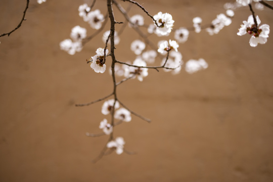 黄墙光影杏花特写杏花村古村落意境唯美