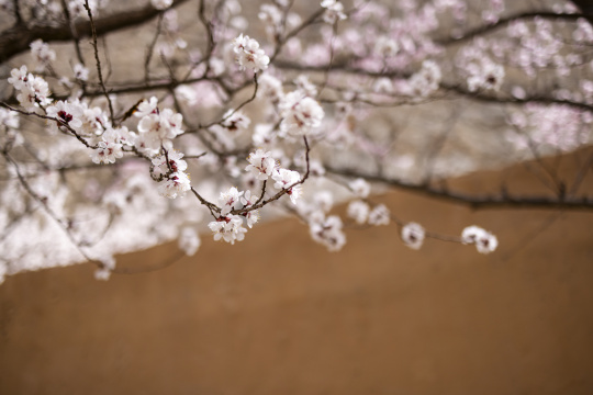 黄墙光影杏花特写杏花村古村落意境唯美