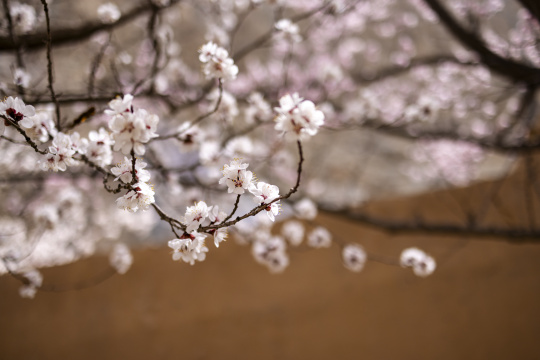 黄墙光影杏花特写杏花村古村落意境唯美