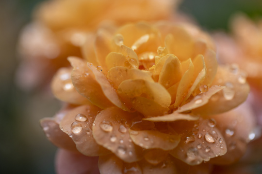 下雨天挂着雨滴的月季花特写