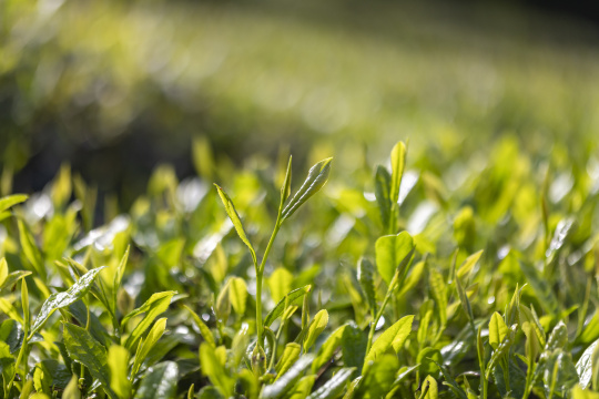 阳光雨露雨水茶园茶叶生机勃勃