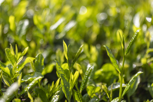 阳光雨露雨水茶园茶叶生机勃勃