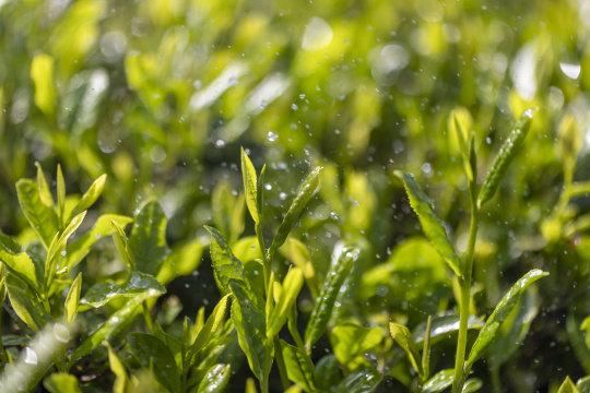 阳光雨露雨水茶园茶叶生机勃勃