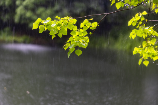 下雨天湖边绿叶清新唯美