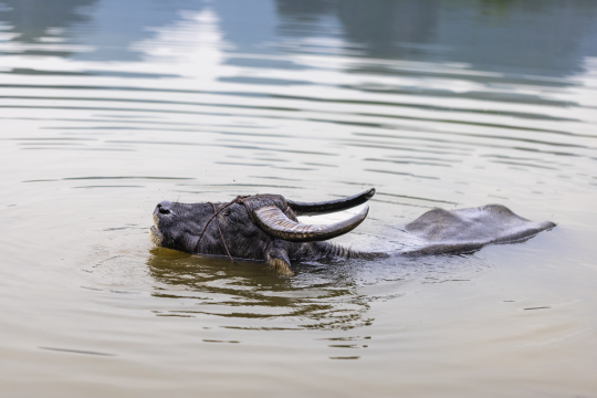 中国广西桂林田心村状元桥水牛在河里洗澡