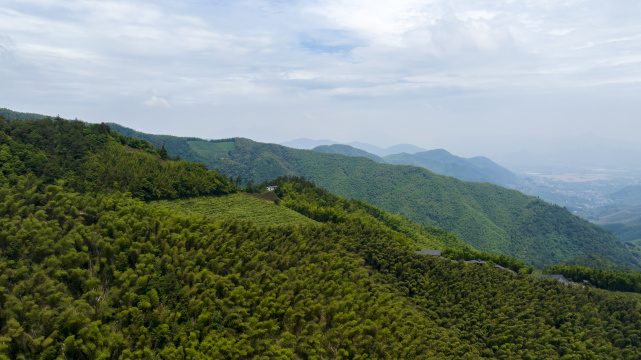 中国浙江杭州径山竹山竹林竹海