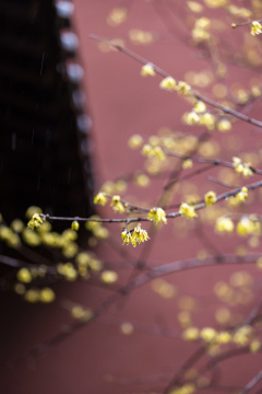 杭州 古风 下雨天 屋檐 梅花 腊梅