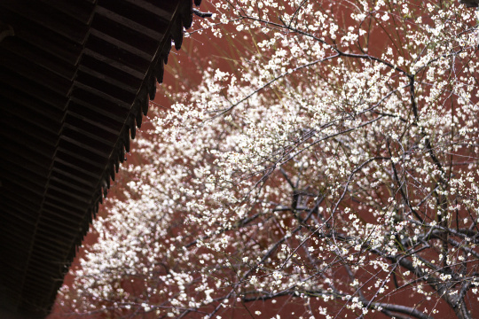 杭州 古风 下雨天 屋檐 梅花 红墙白梅