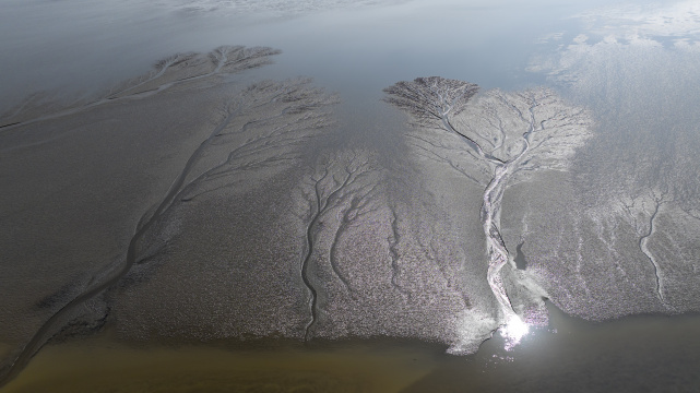钱塘江大潮观潮潮汐树震撼的大地之树