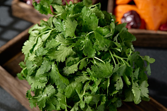 新鲜的火锅食材新鲜香菜
