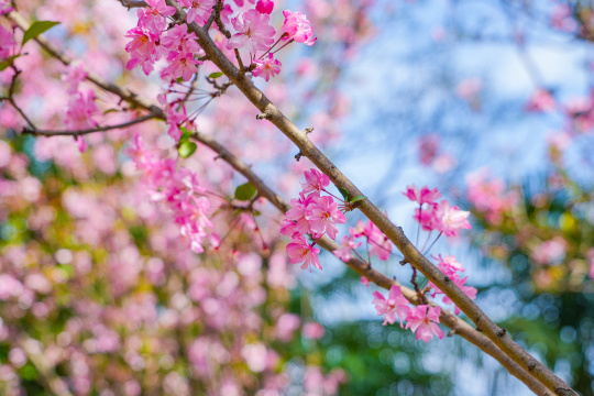 樱花