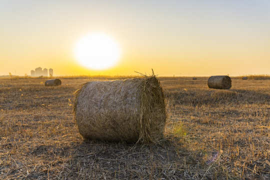 傍晚割完草的草场上的草垛
