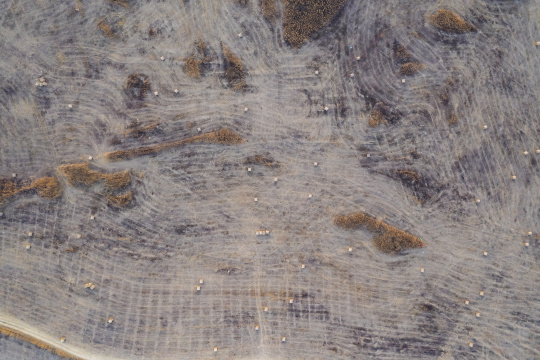 冬季湖边割完草的草场草垛航拍