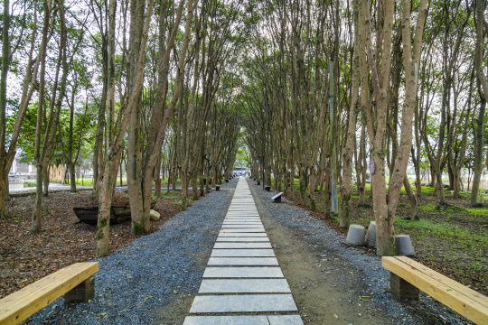 江西婺源李坑景区林荫小道