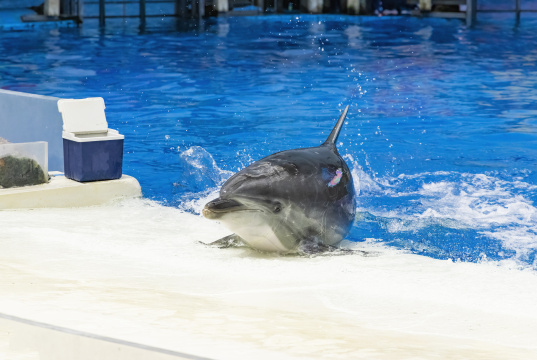 天津海昌极地海洋公园里的海豚表演