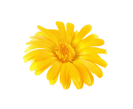 甘菊芽 - PNG免抠素材