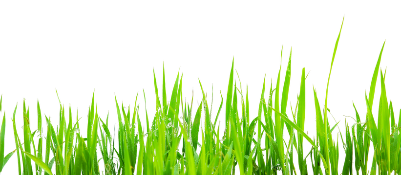 透明背景绿草边框 - PNG免抠素材