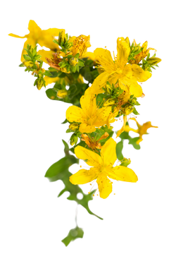 透明背景连翘 - PNG免抠素材