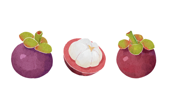 手绘水彩肌理山竹水果插画