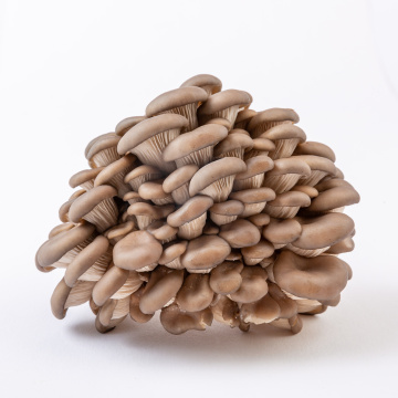 白色背景上的蘑菇芽