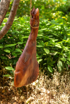 挂在户外树上的云南腊猪腿肉