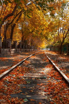 秋日落叶覆盖的静谧铁轨美景