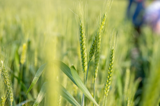 田间嫩绿的小麦麦穗