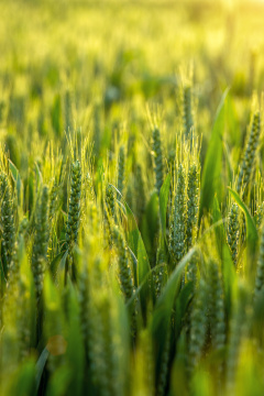 田间嫩绿的小麦麦穗