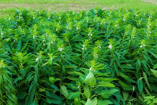 乡村农田里生长中的芝麻树