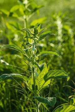 乡村农田里生长中的芝麻树