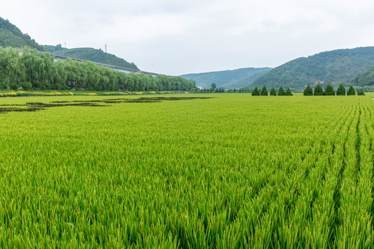 乡村稻田自然风光