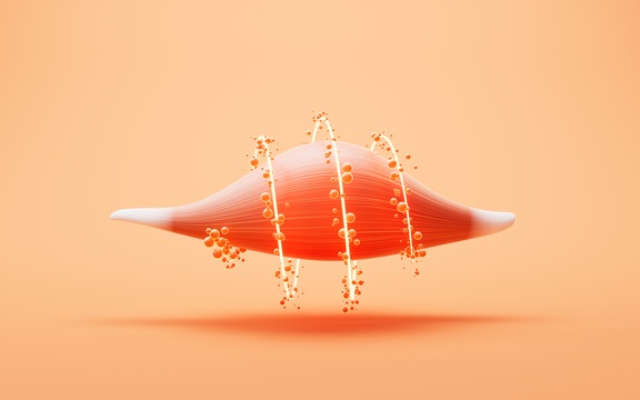 肌肉结构生物医学插画三维渲染
