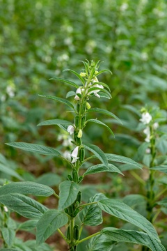 农田里种的芝麻