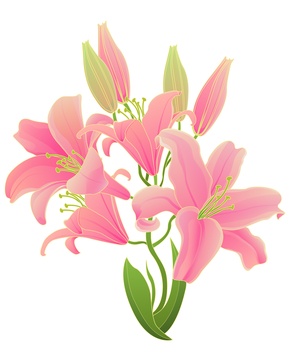 百合花矢量插画