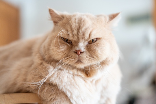 英国长毛猫趴在宠物猫爬架上晒太阳